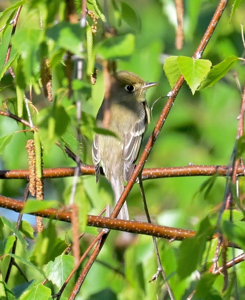Western Flycatcher (Pacific-slope) - Brian Avent