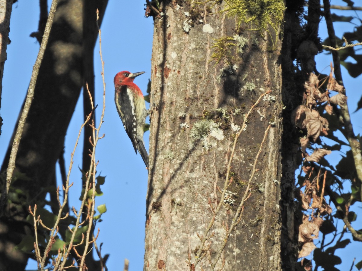 Red-breasted Sapsucker - ML618859753