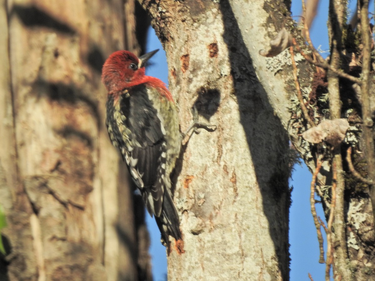 Red-breasted Sapsucker - ML618859754