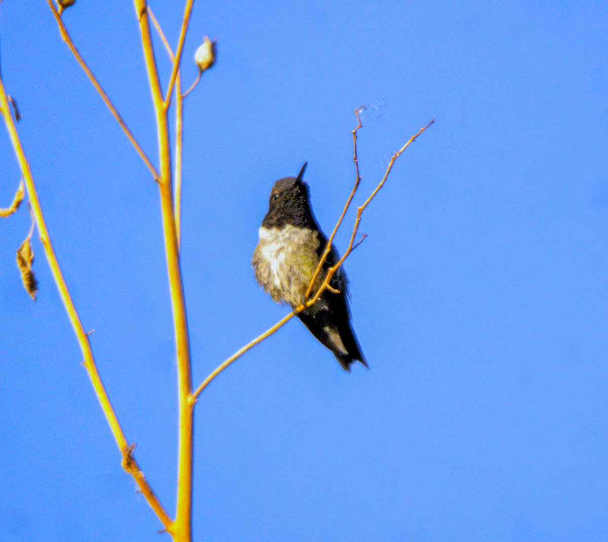 Black-chinned Hummingbird - Don Carney