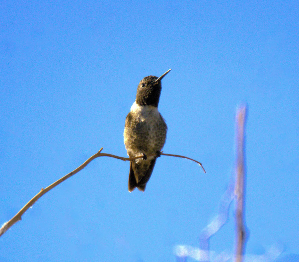 Black-chinned Hummingbird - ML618859756