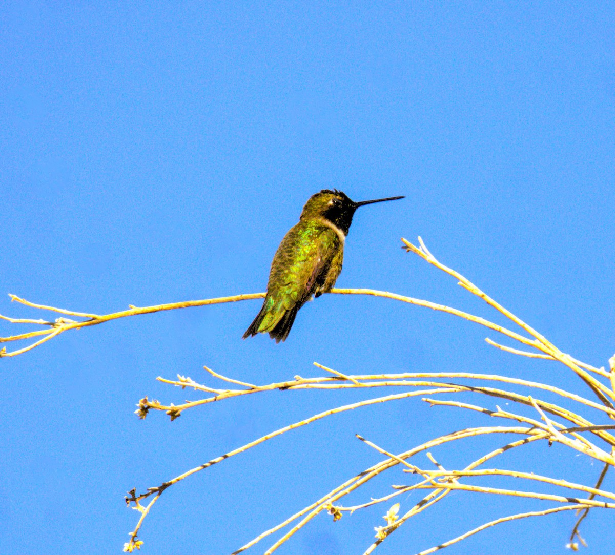 Black-chinned Hummingbird - ML618859757