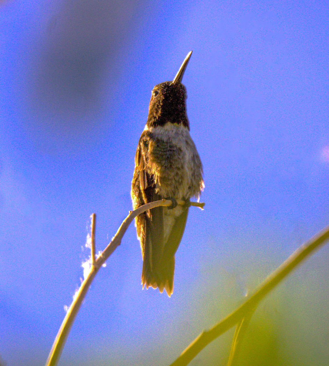 Black-chinned Hummingbird - Don Carney