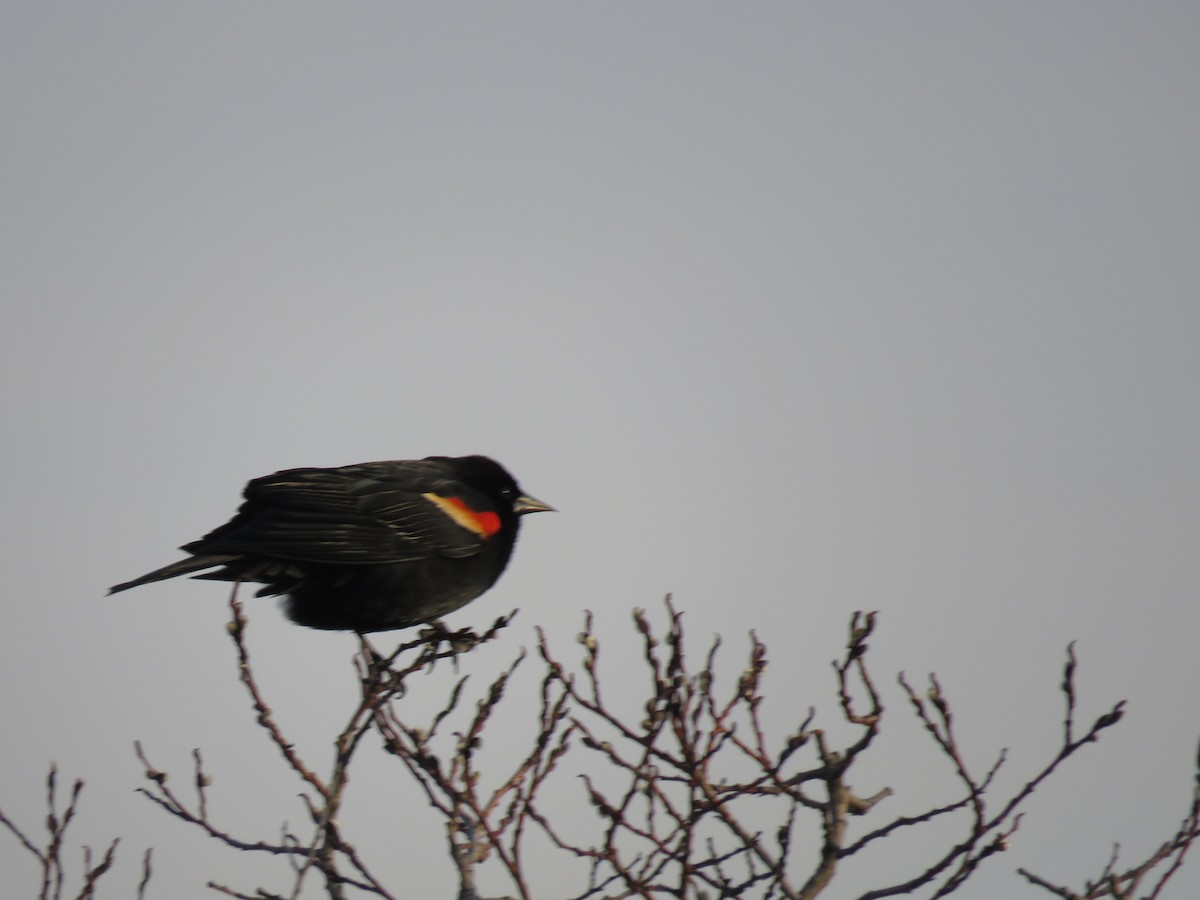Red-winged Blackbird - Sheila Hale