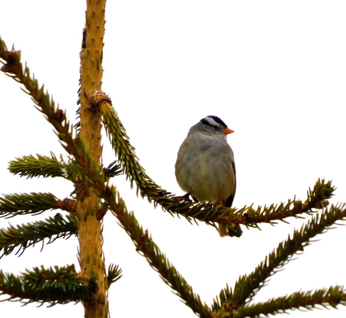 White-crowned Sparrow - Dan Bilderback