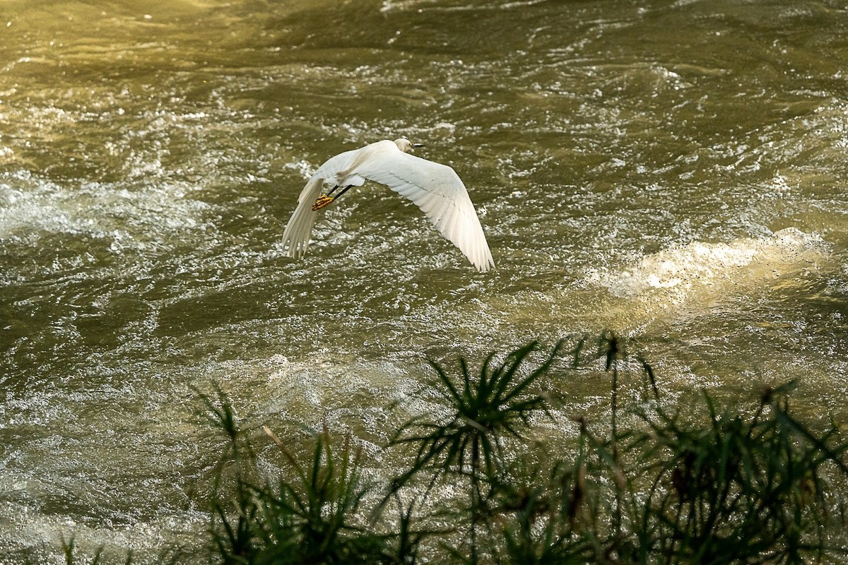 Snowy Egret - Carlos Navia
