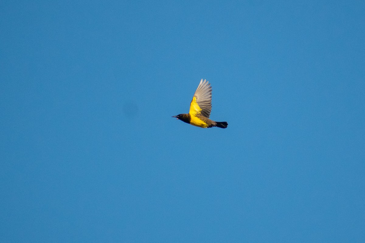 Brown-and-yellow Marshbird - Ezequiel Racker