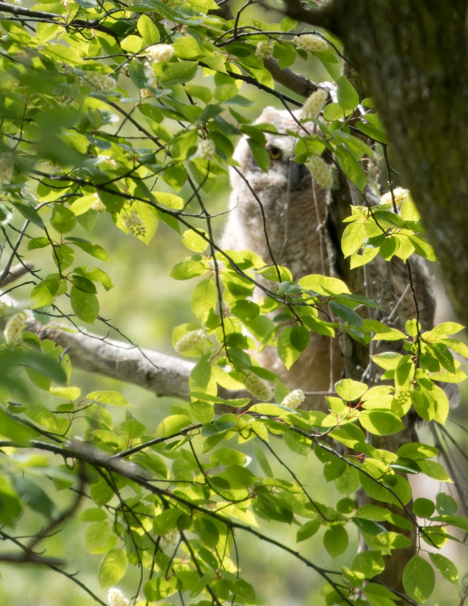 Great Horned Owl - ML618859794