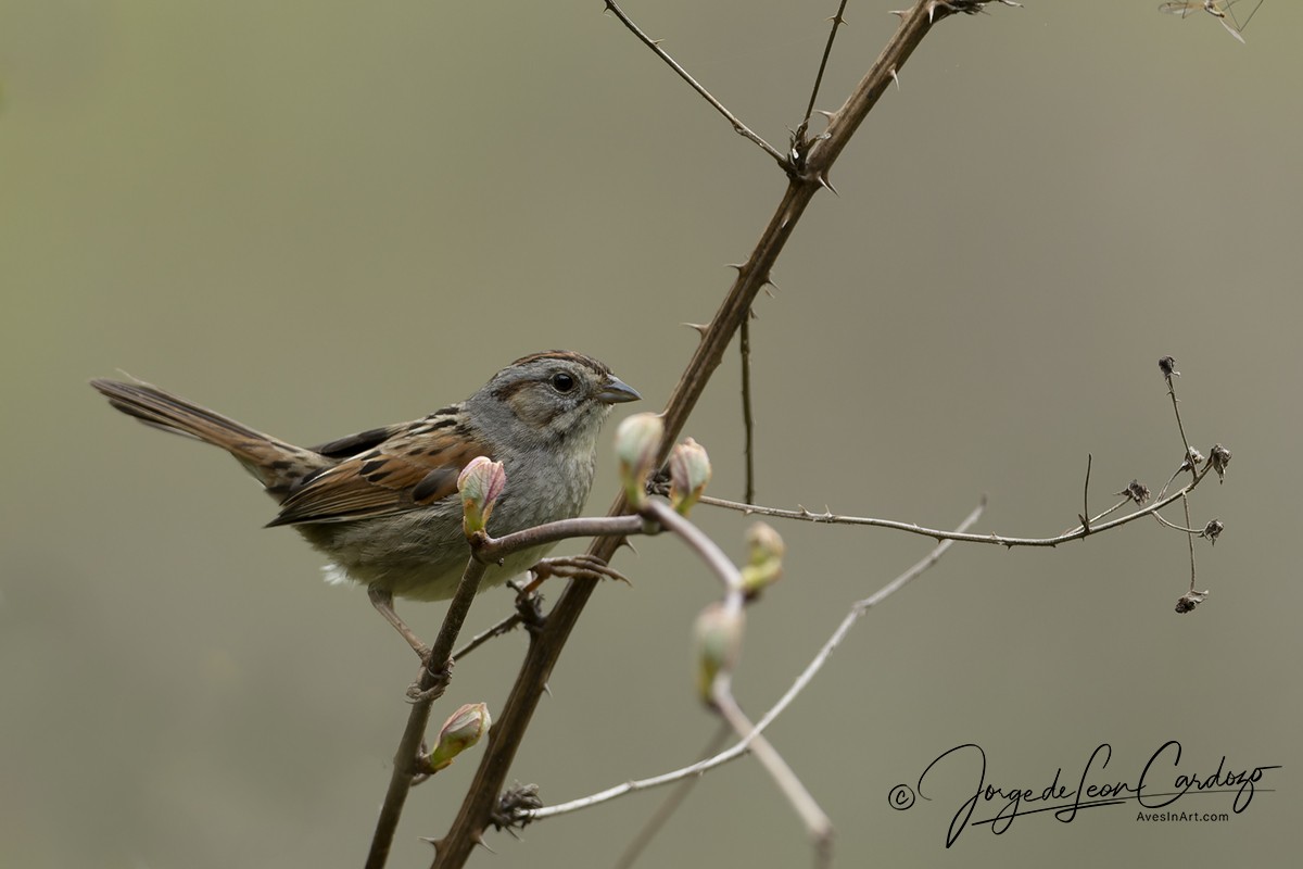 Swamp Sparrow - Jorge de Leon Cardozo