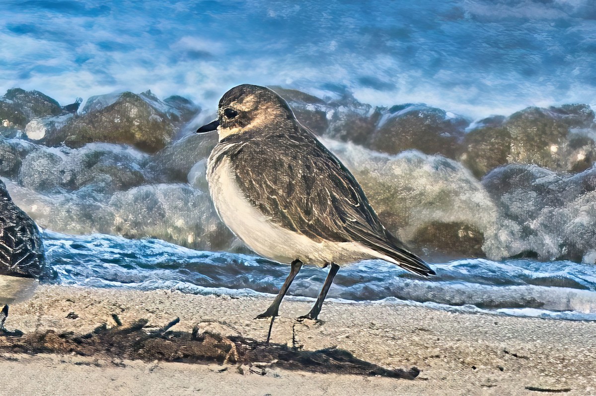 Double-banded Plover - ML618859825