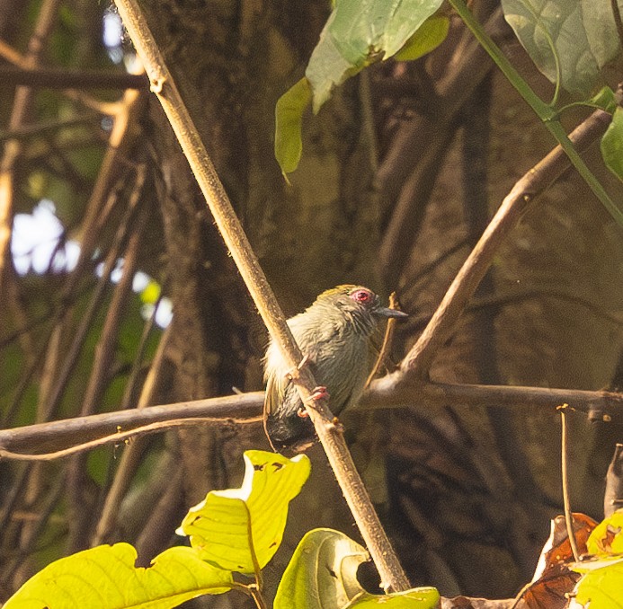 African Piculet - ML618859829