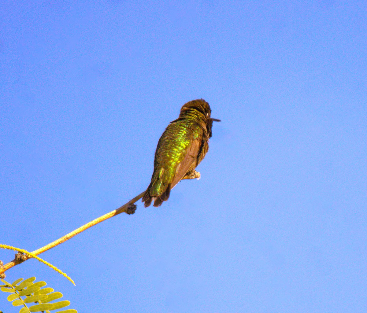 Anna's Hummingbird - ML618859837
