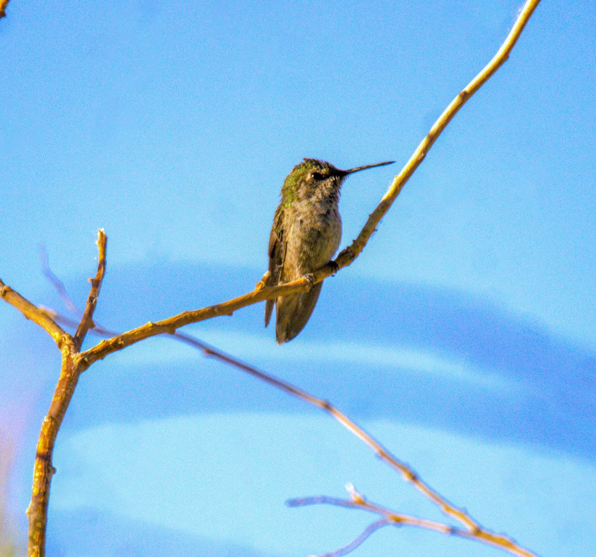 Anna's Hummingbird - ML618859839