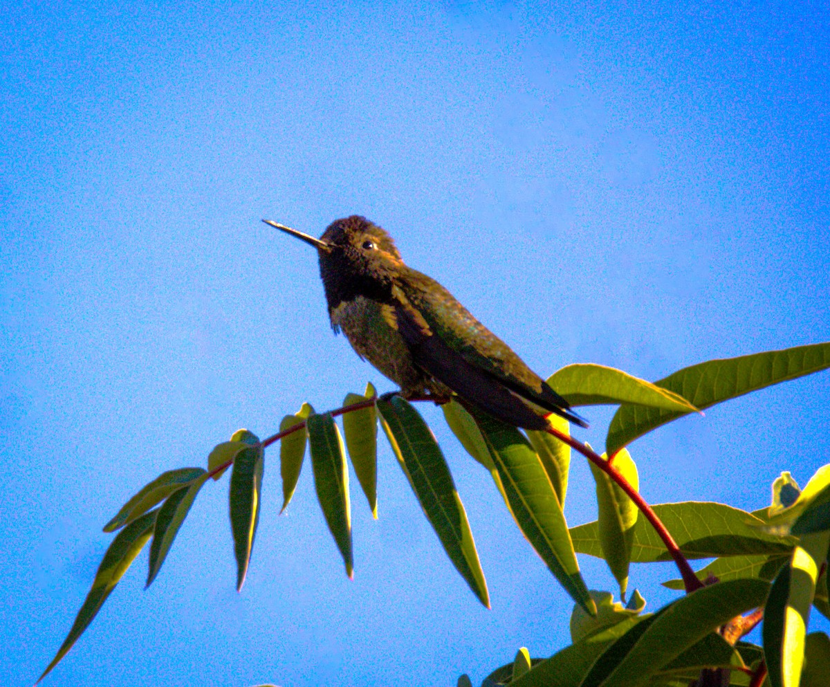 Anna's Hummingbird - Don Carney