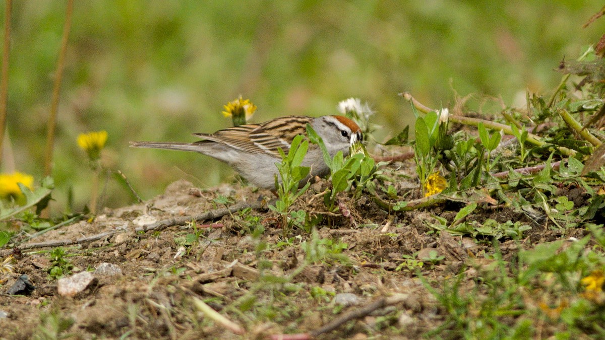 Chipping Sparrow - ML618859842