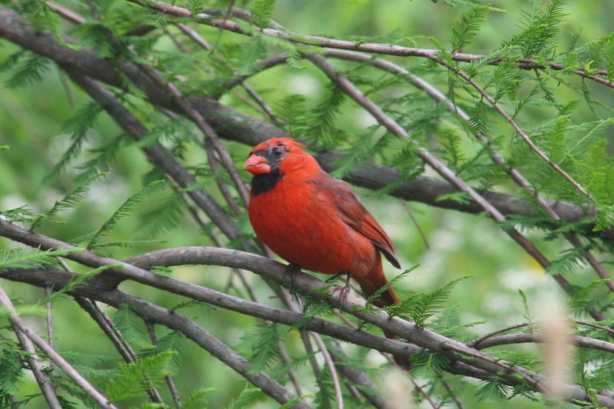 Northern Cardinal - Katrina Klempa