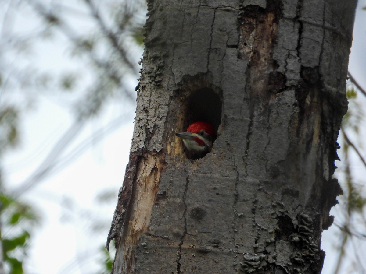 Pileated Woodpecker - David Schaller