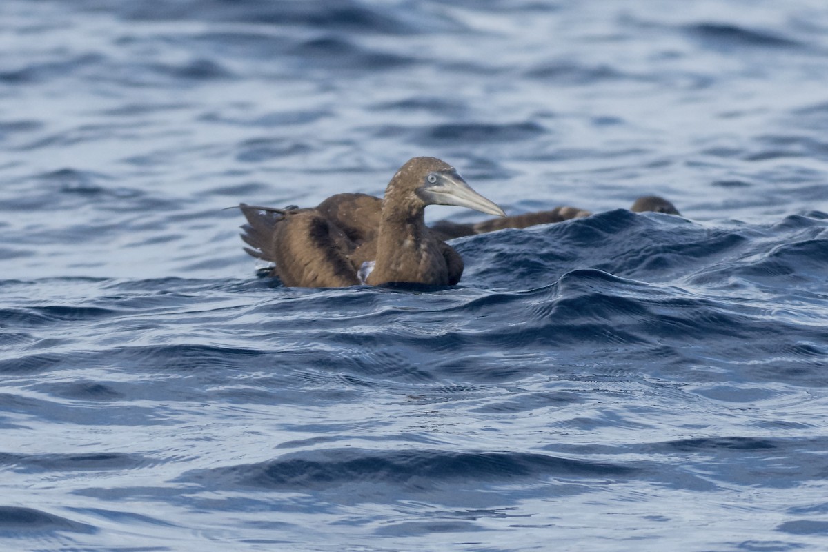 Brown Booby - ML618859858