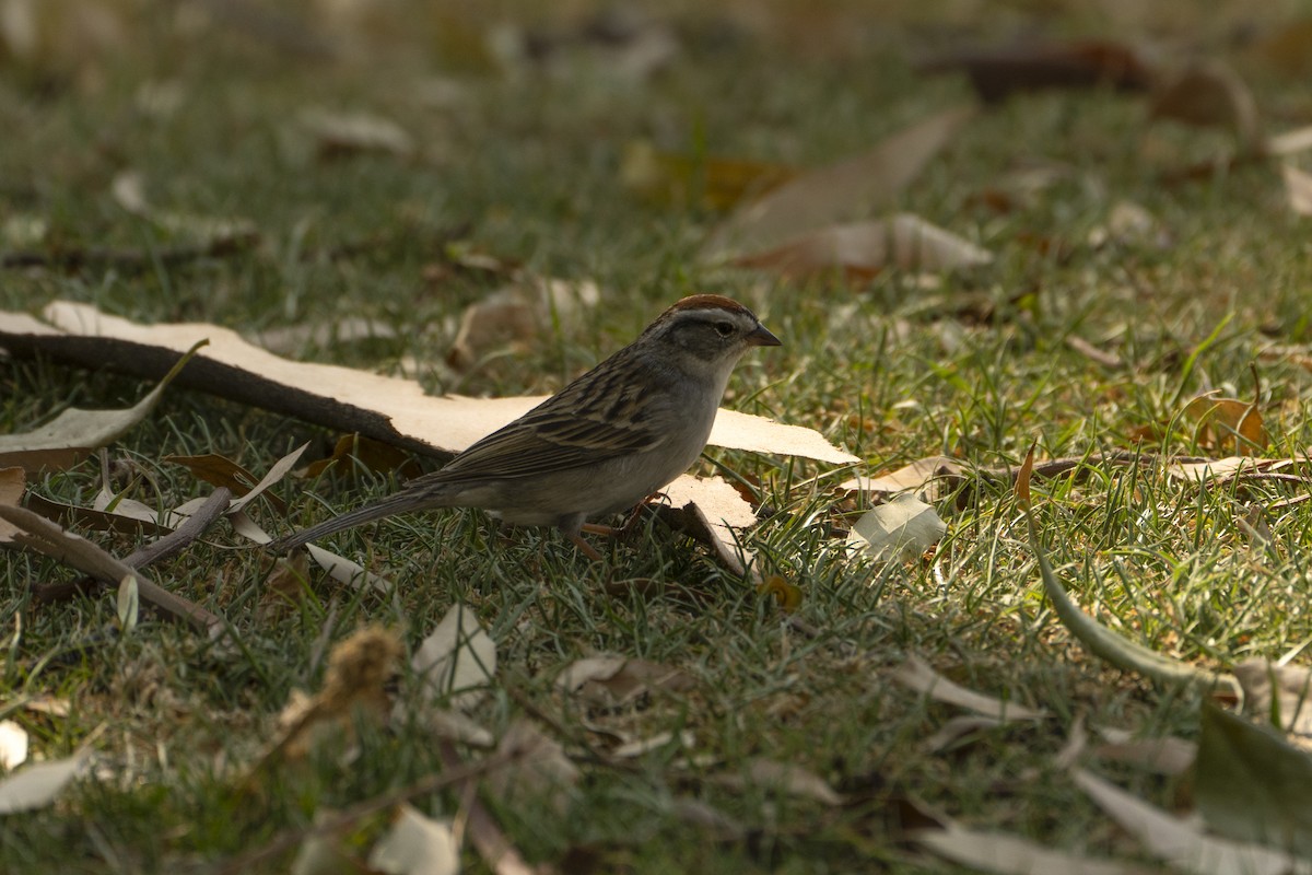 Chipping Sparrow - Jose Luis Lopez