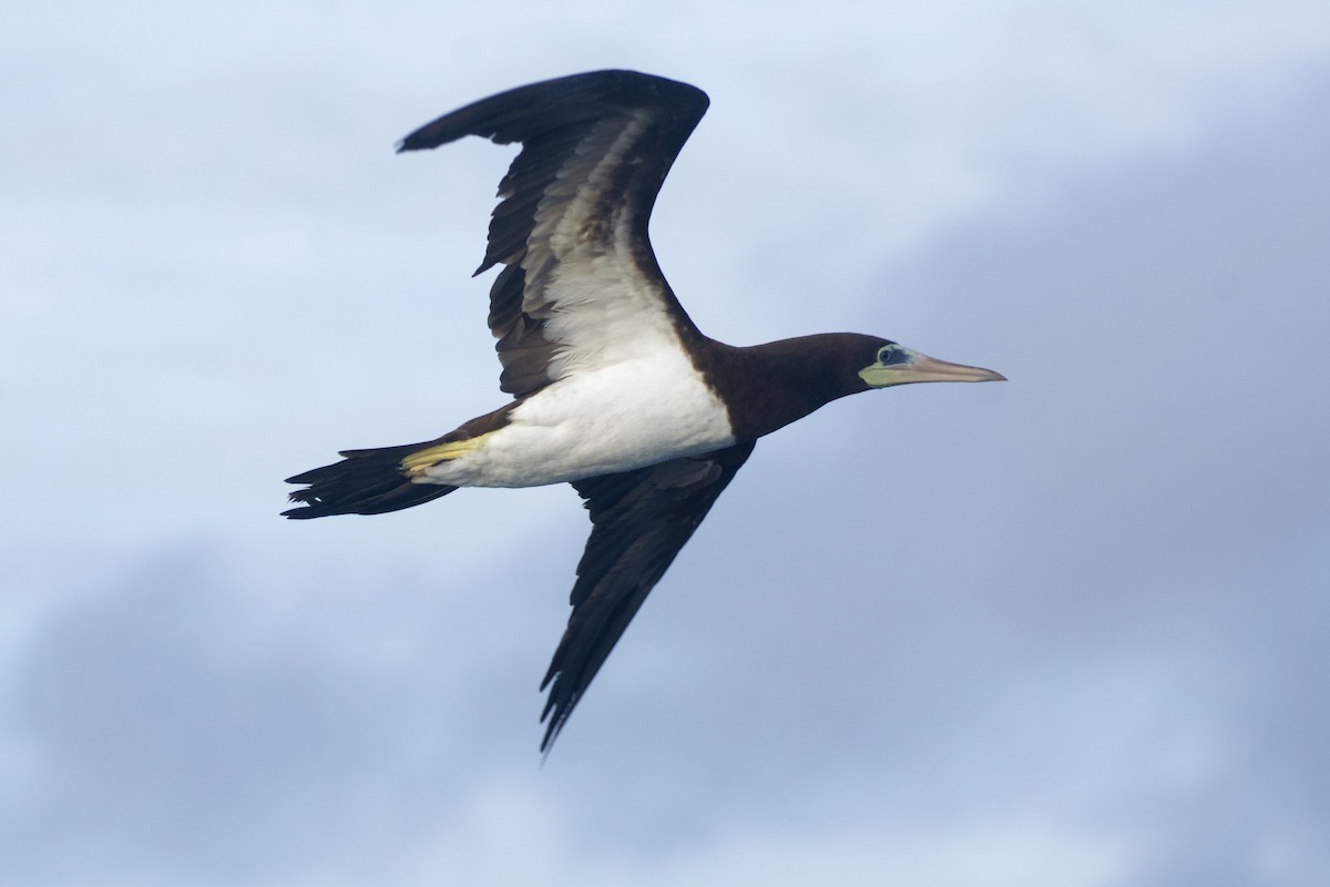 Brown Booby - ML618859876