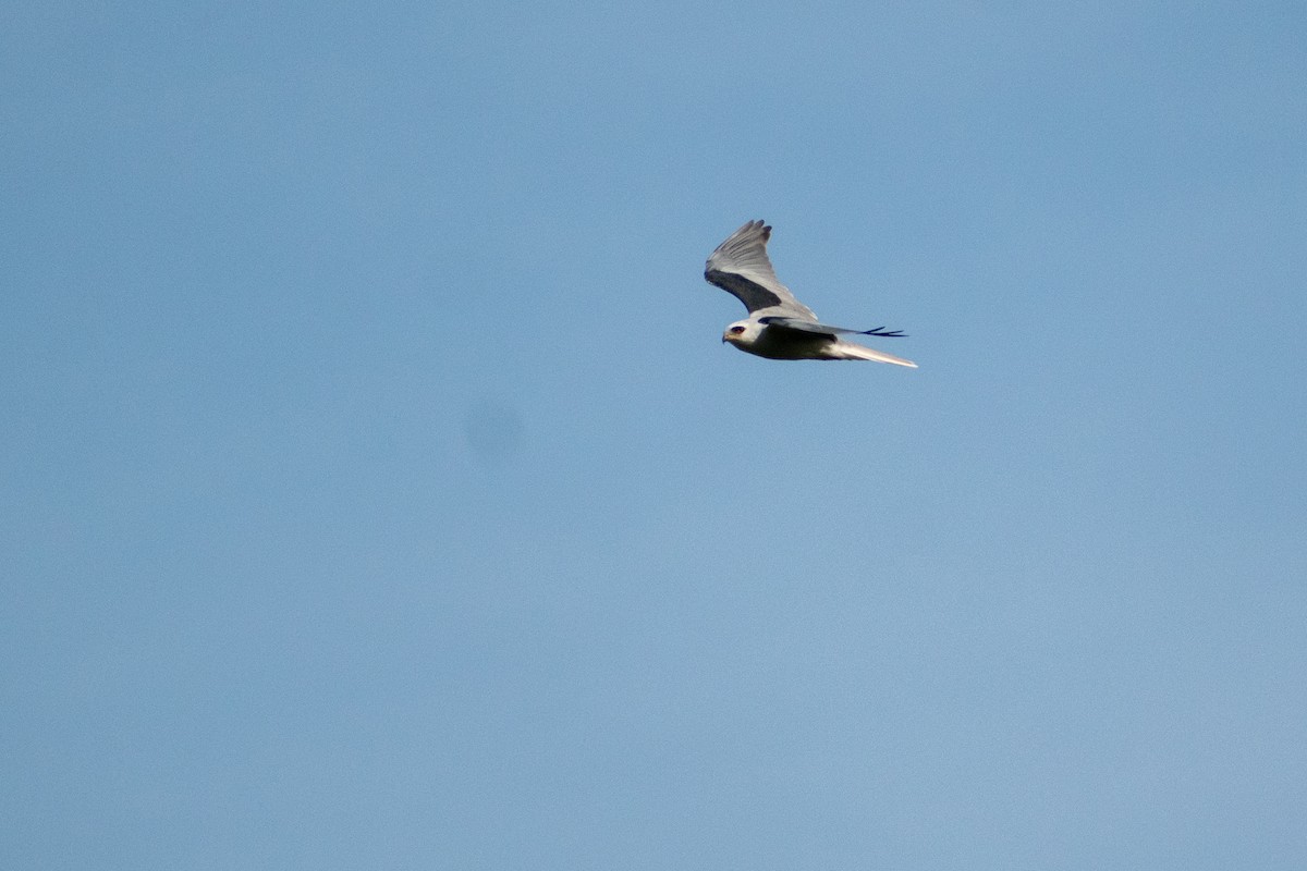 White-tailed Kite - ML618859906