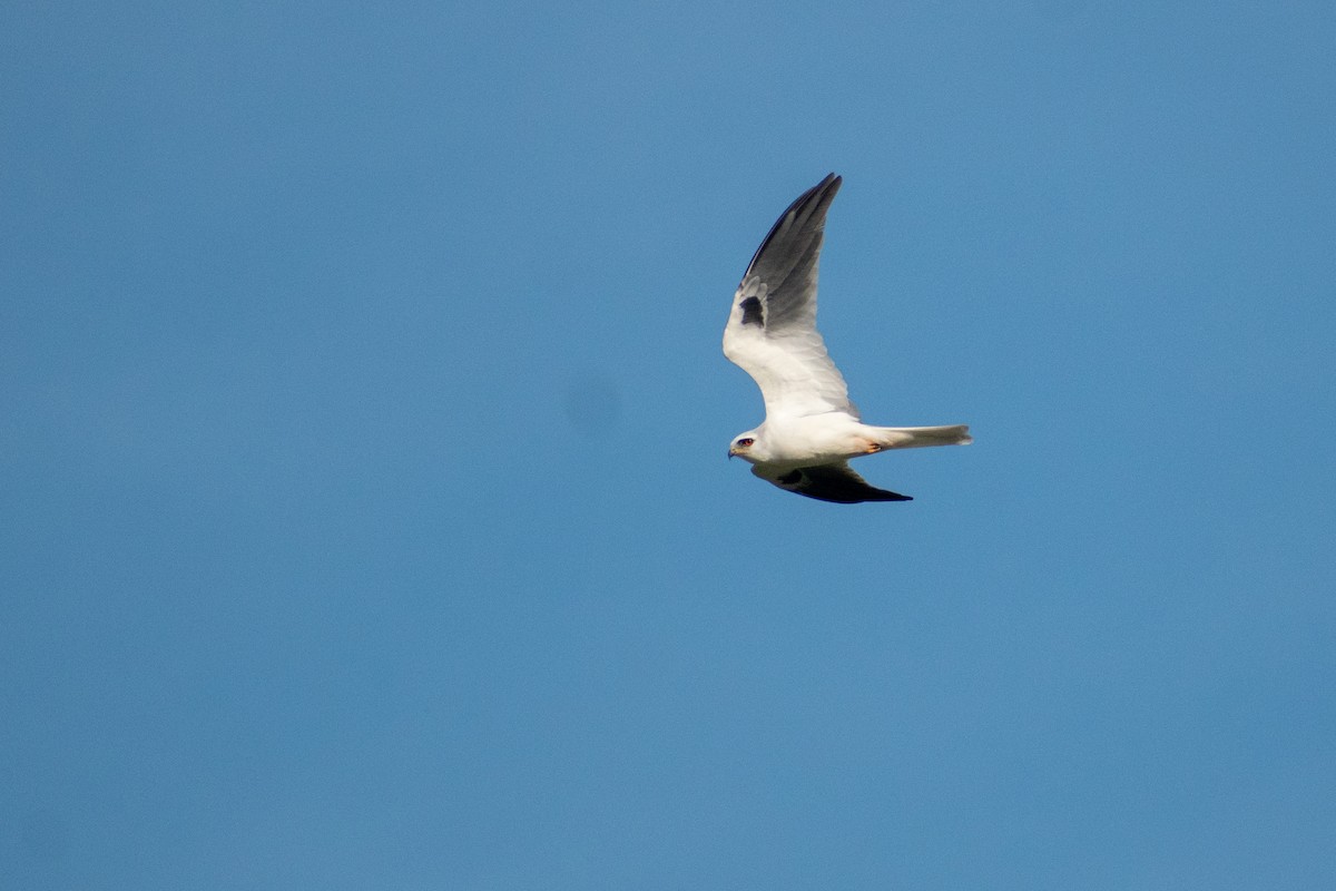White-tailed Kite - Ezequiel Racker