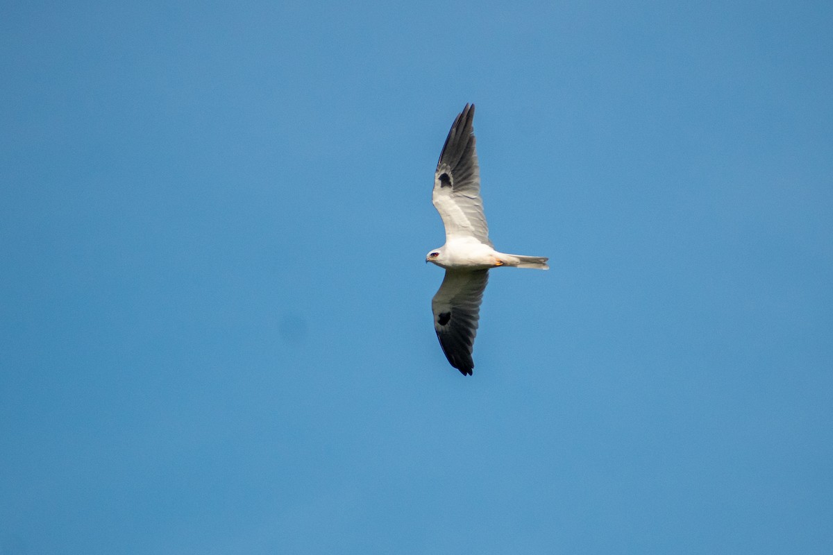 White-tailed Kite - Ezequiel Racker