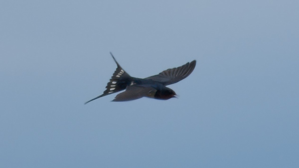 Barn Swallow - ML618859919