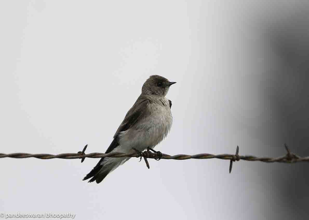 Northern Rough-winged Swallow - ML618859929