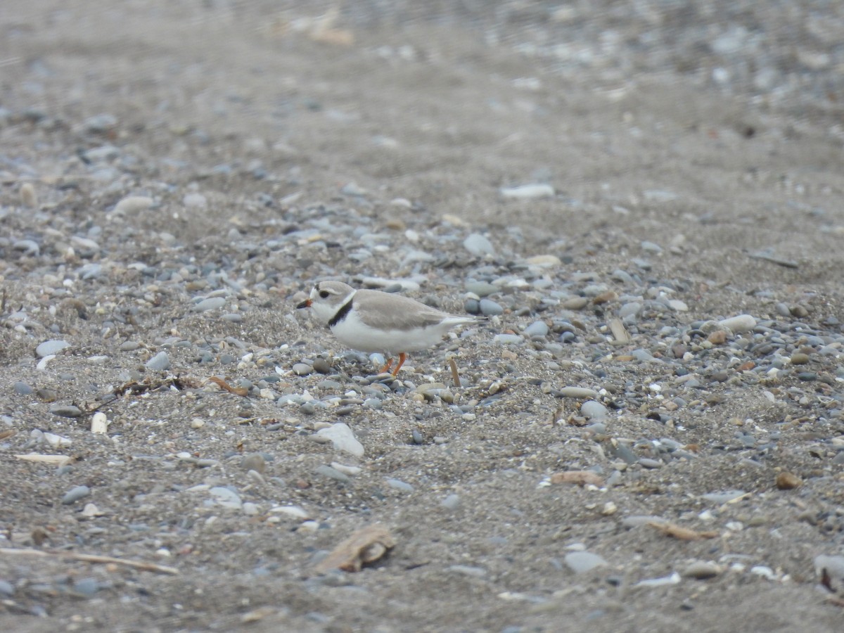Piping Plover - ML618859971