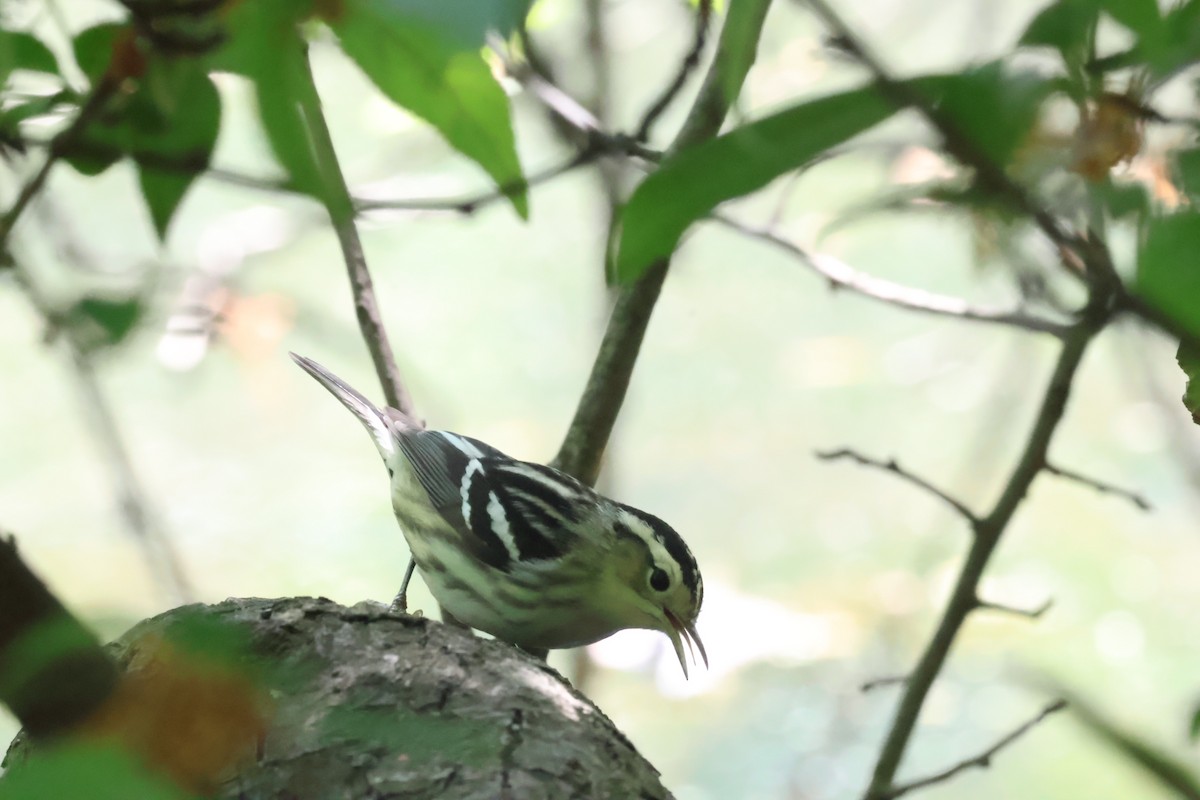 Black-and-white Warbler - ML618860024