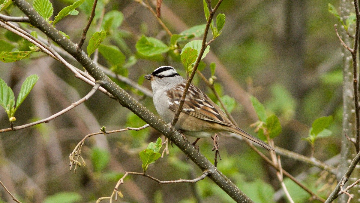 White-crowned Sparrow - ML618860040