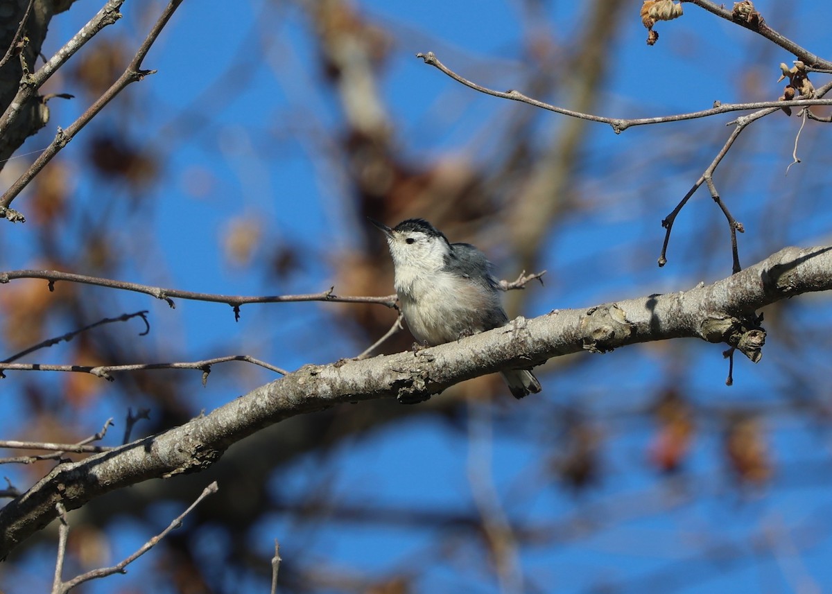 White-breasted Nuthatch - ML618860079