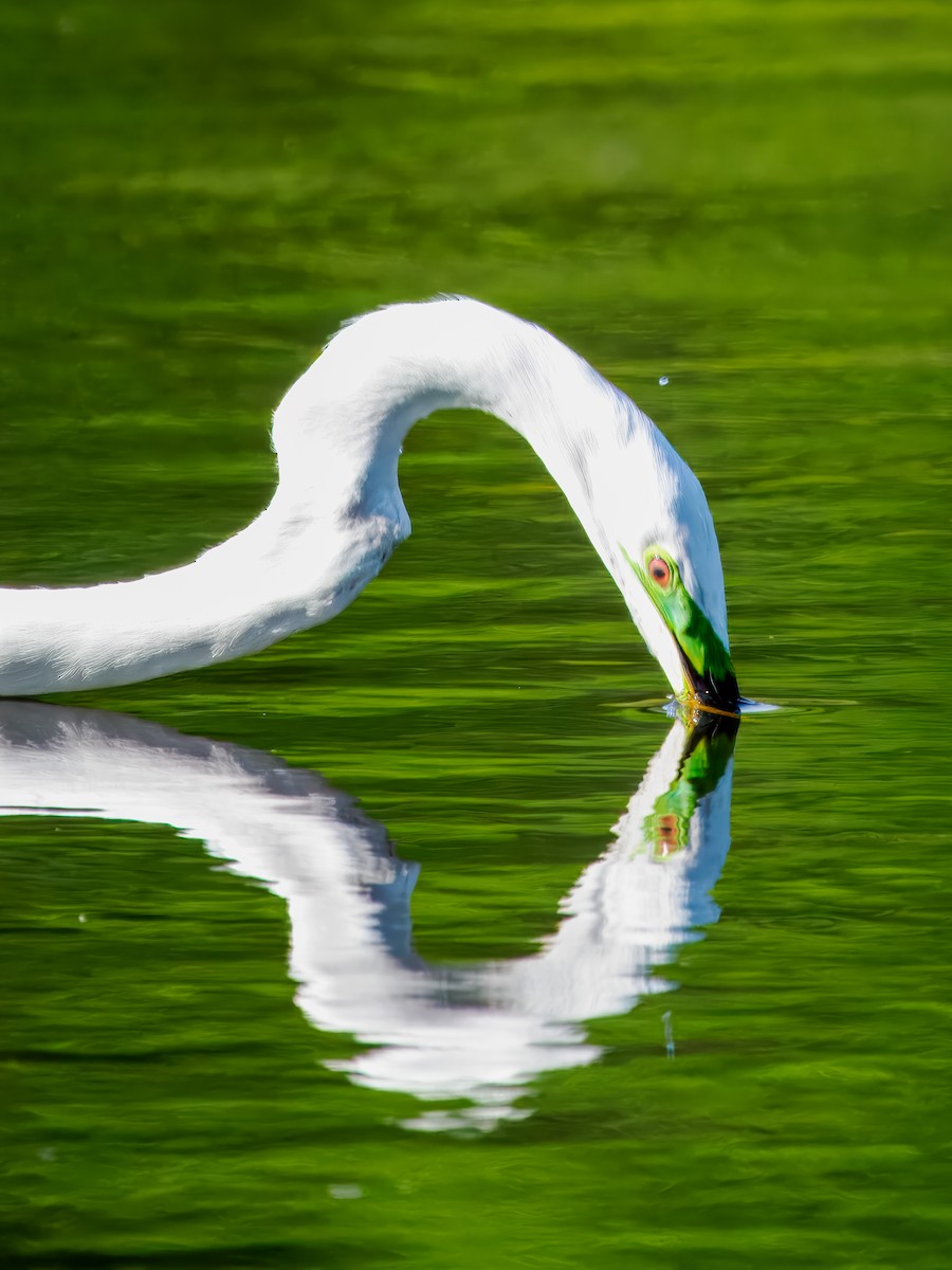 Great Egret - Steven Meisel
