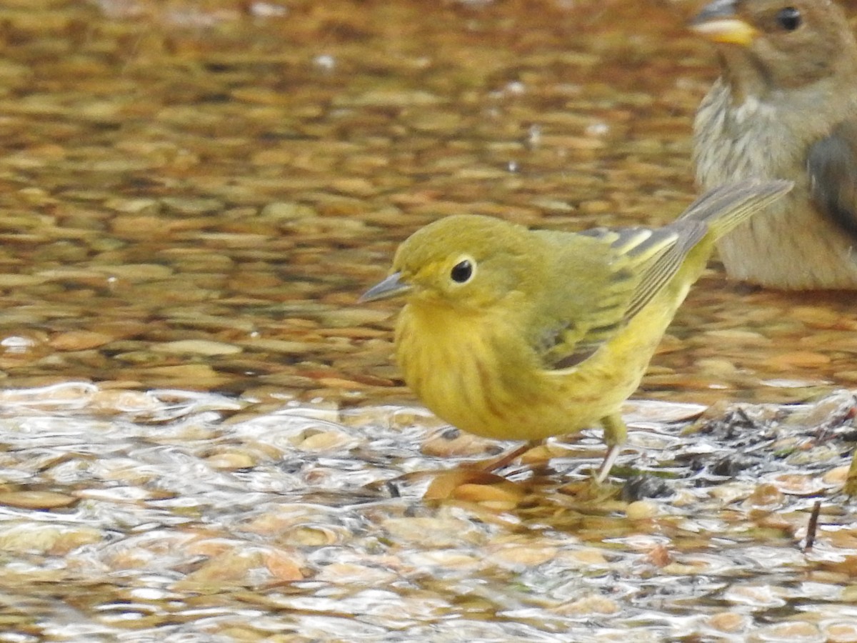 Yellow Warbler - Wendi Leonard