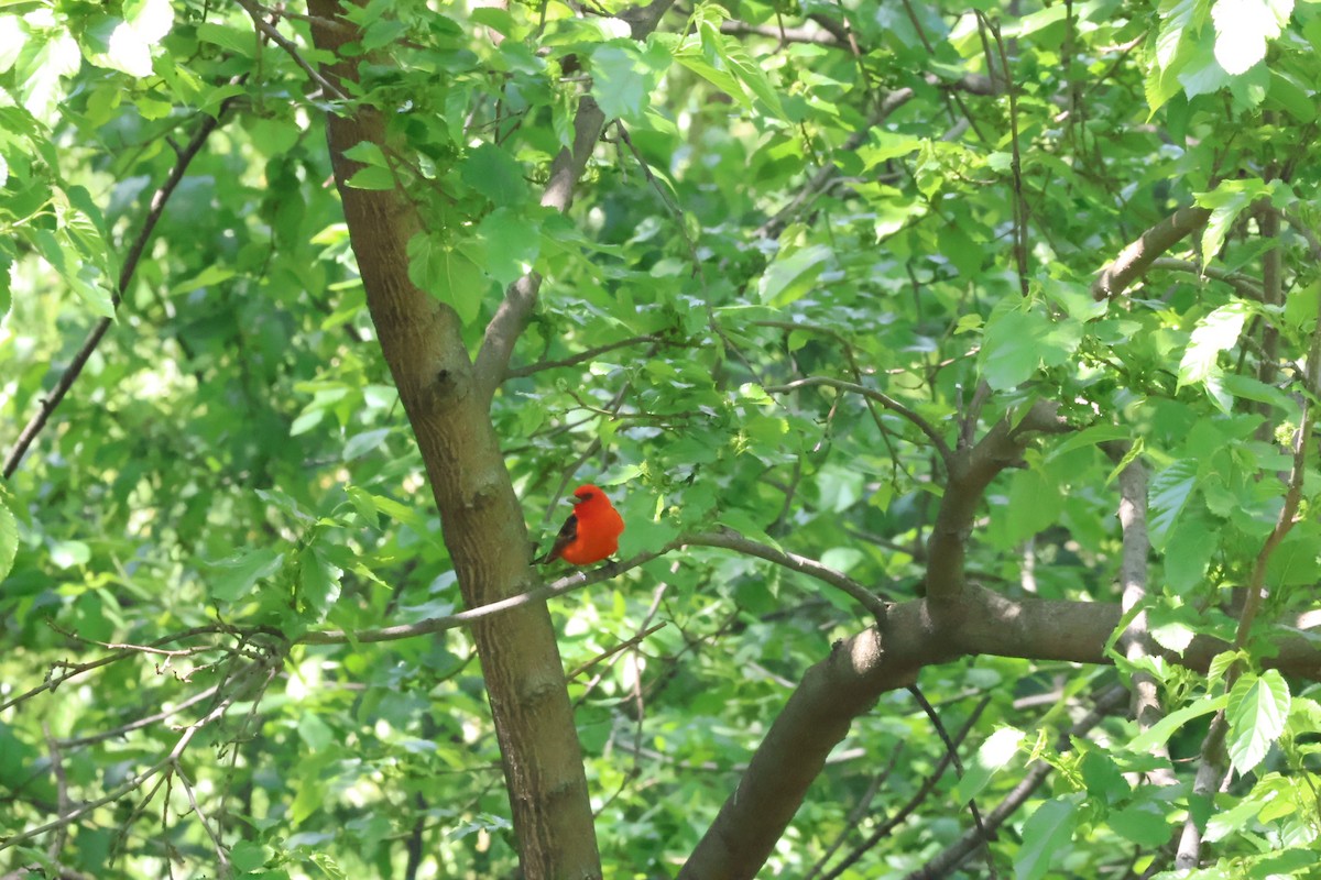 Scarlet Tanager - aaron lehr