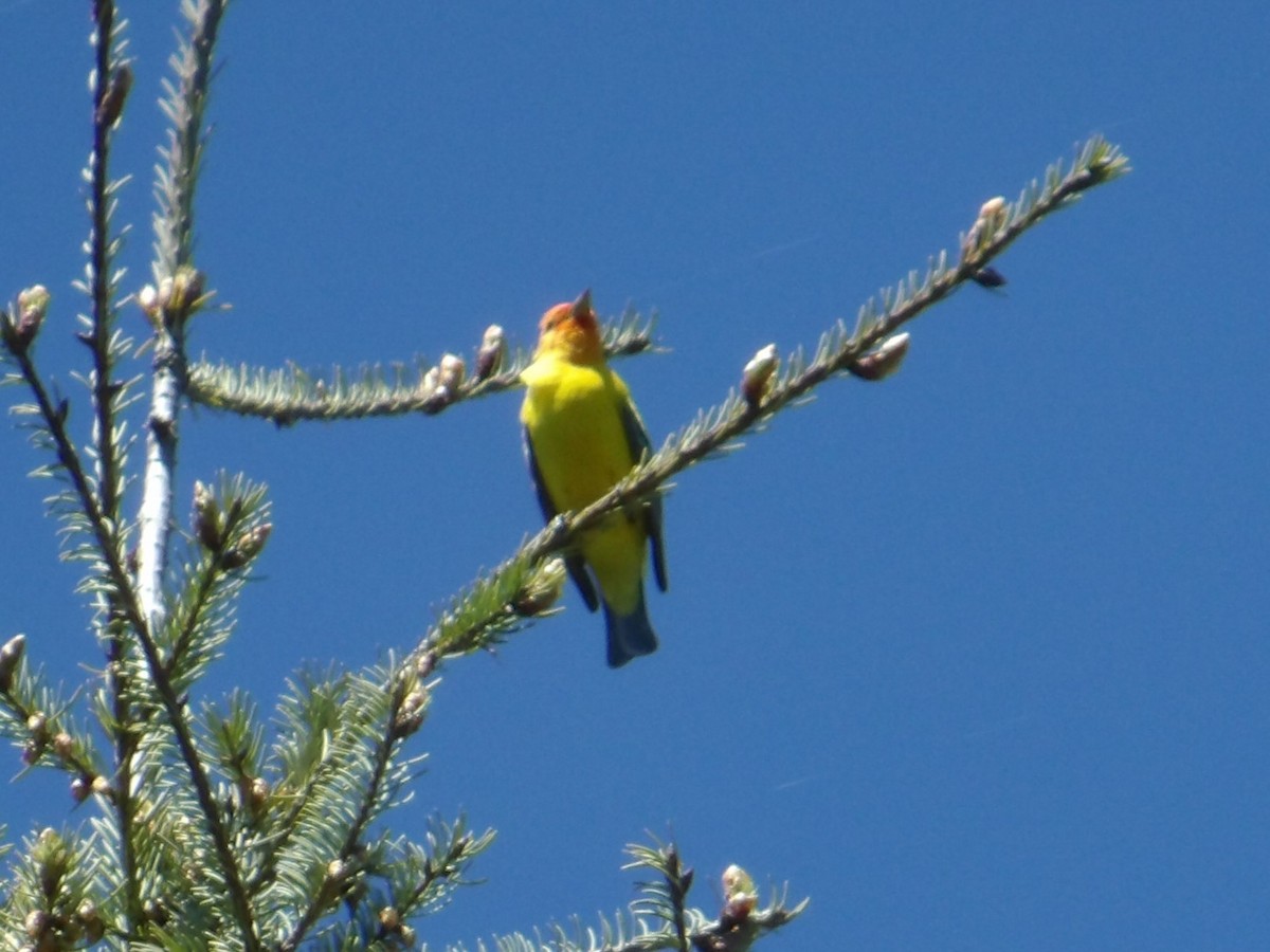 Western Tanager - ML618860146