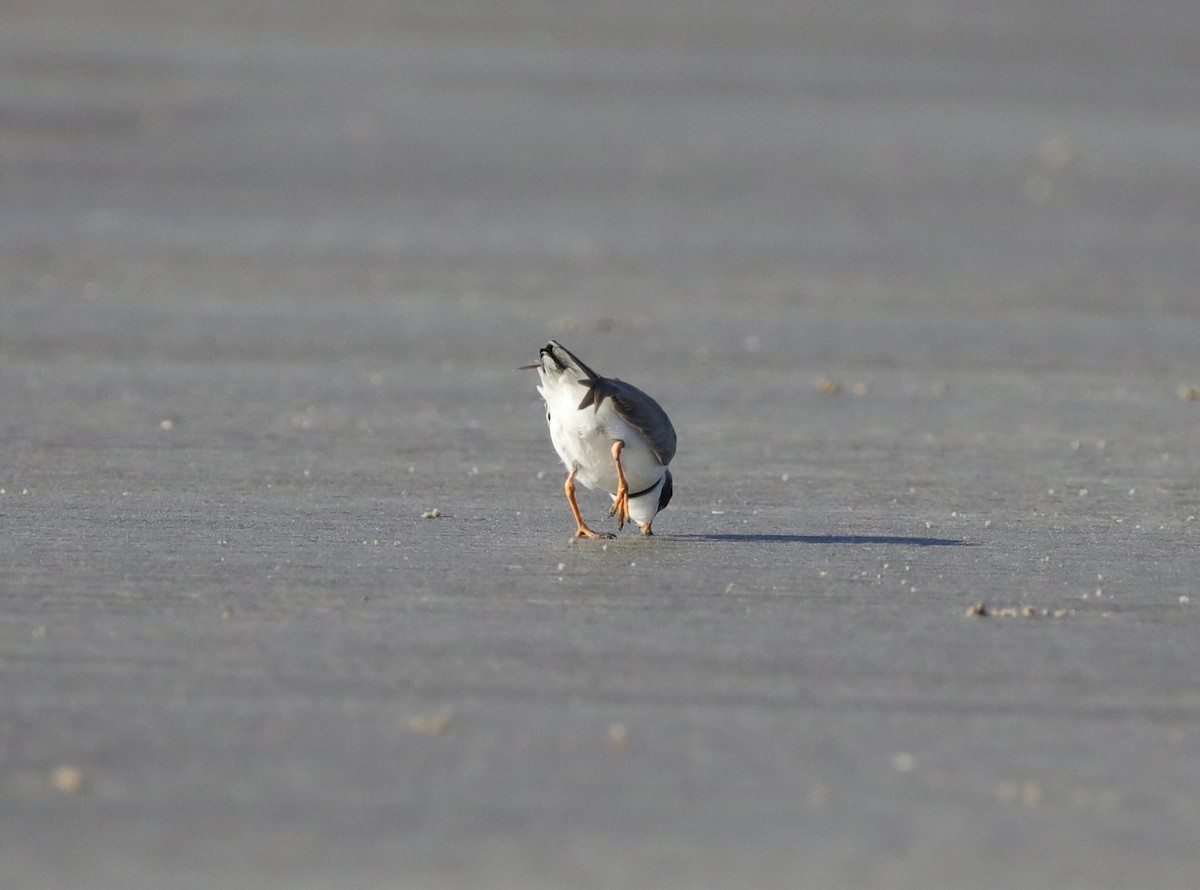 Semipalmated Plover - ML618860155