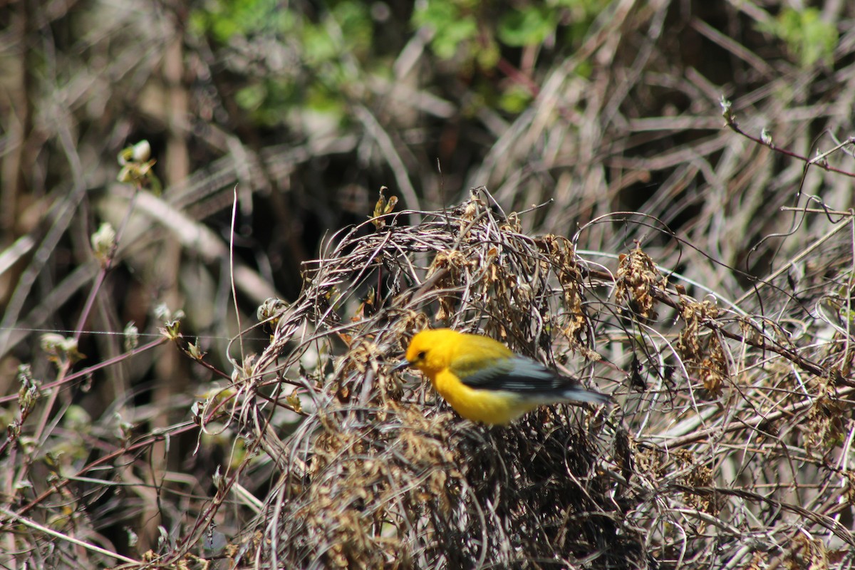 Prothonotary Warbler - ML618860158