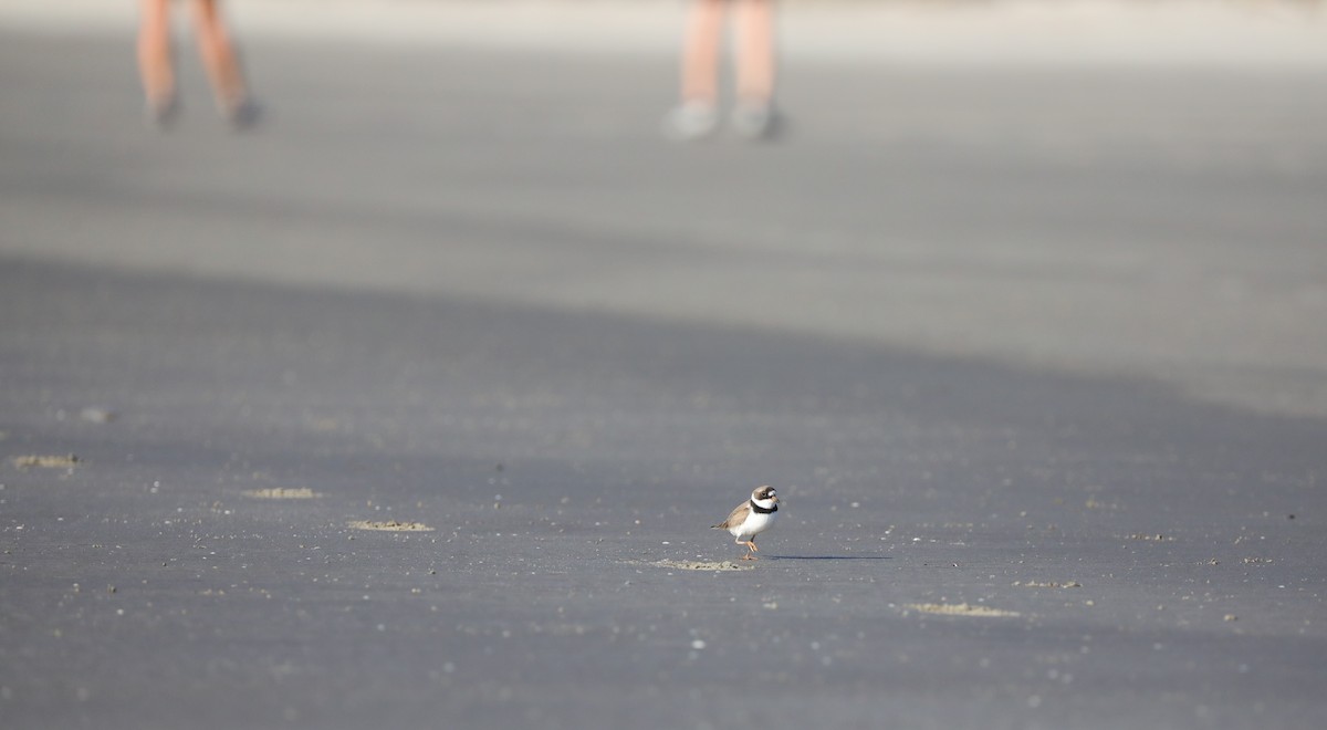 Semipalmated Plover - ML618860164