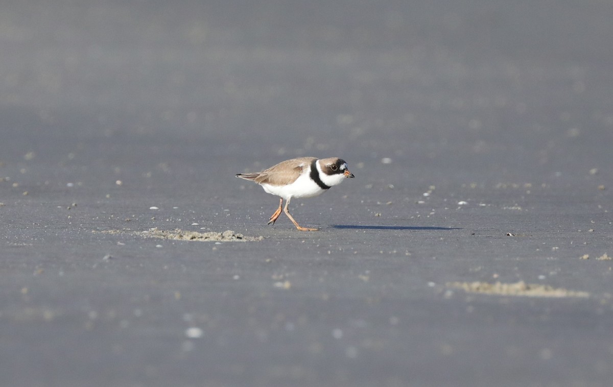 Semipalmated Plover - ML618860176