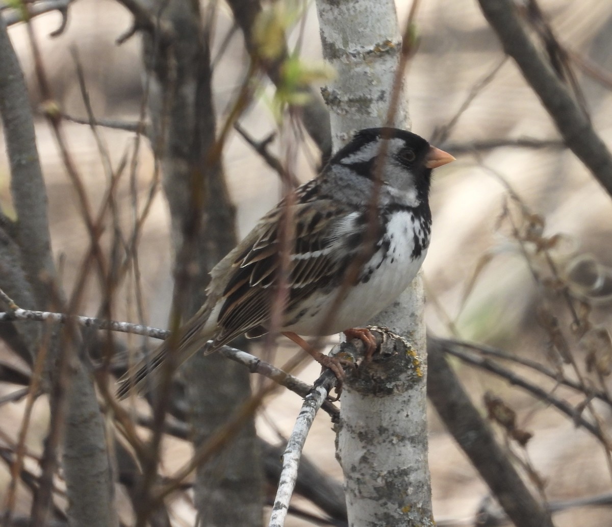 Harris's Sparrow - ML618860188
