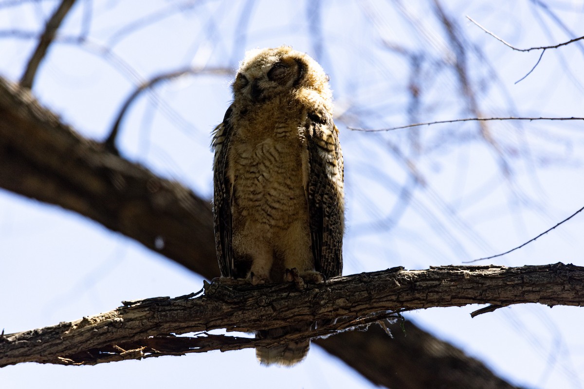 Great Horned Owl - ML618860213