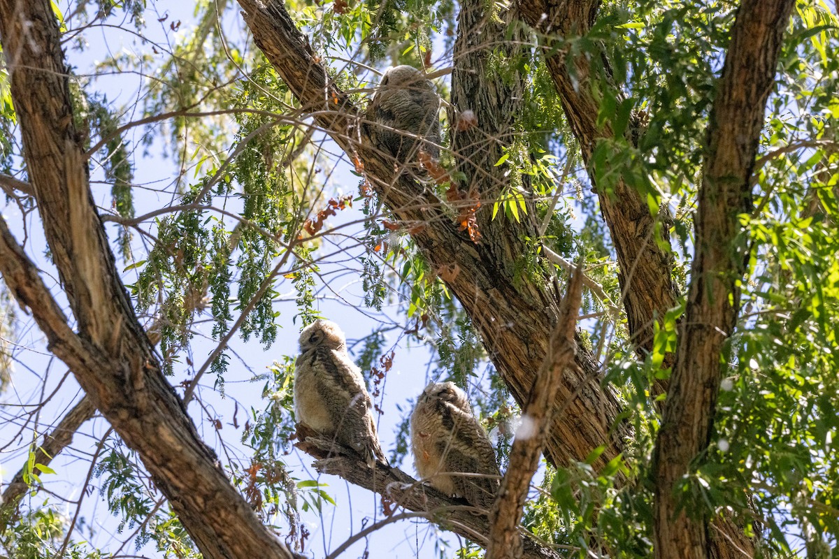 Great Horned Owl - ML618860214