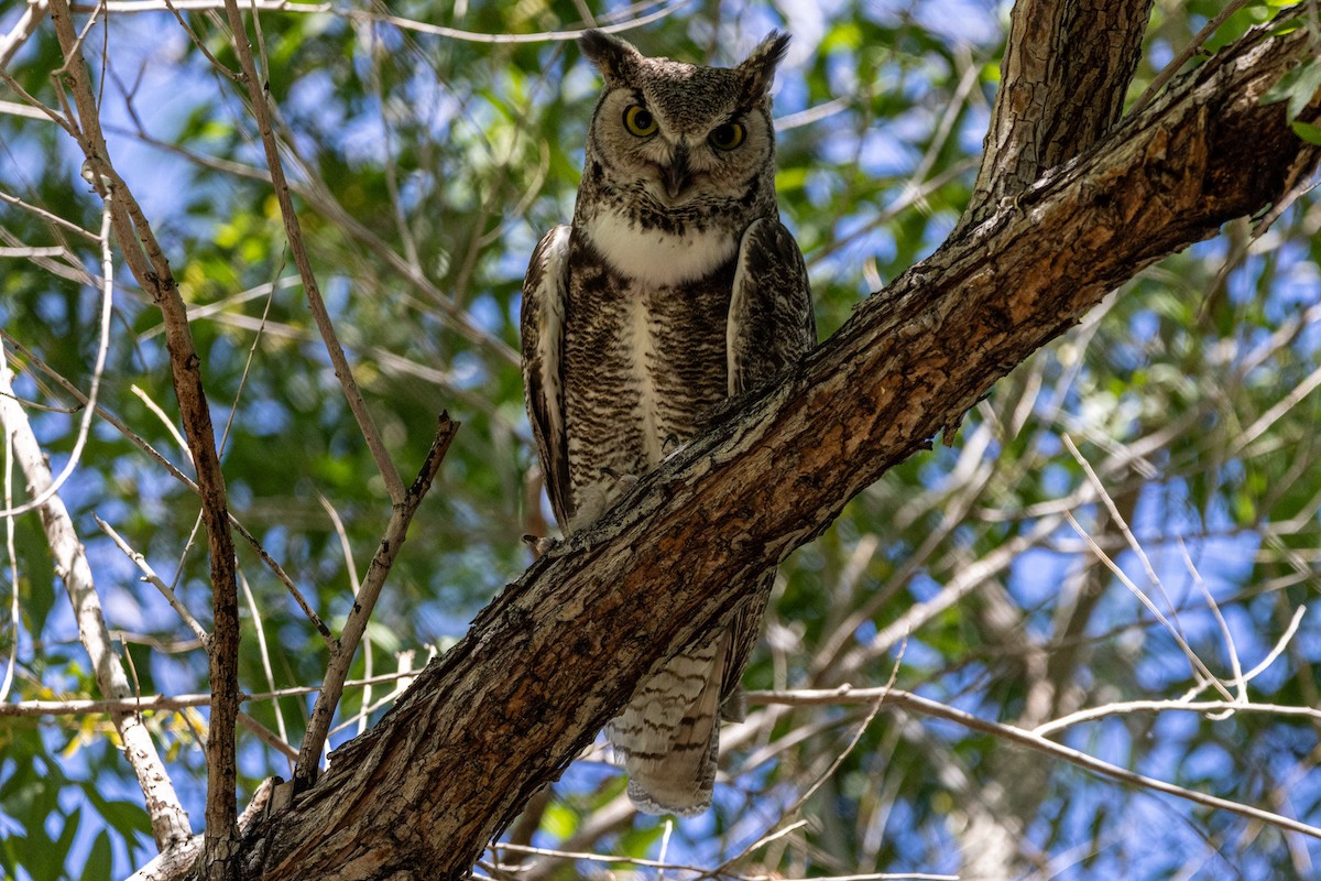 Great Horned Owl - ML618860215