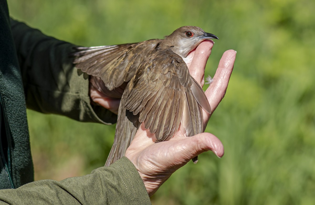Black-billed Cuckoo - John Longhenry