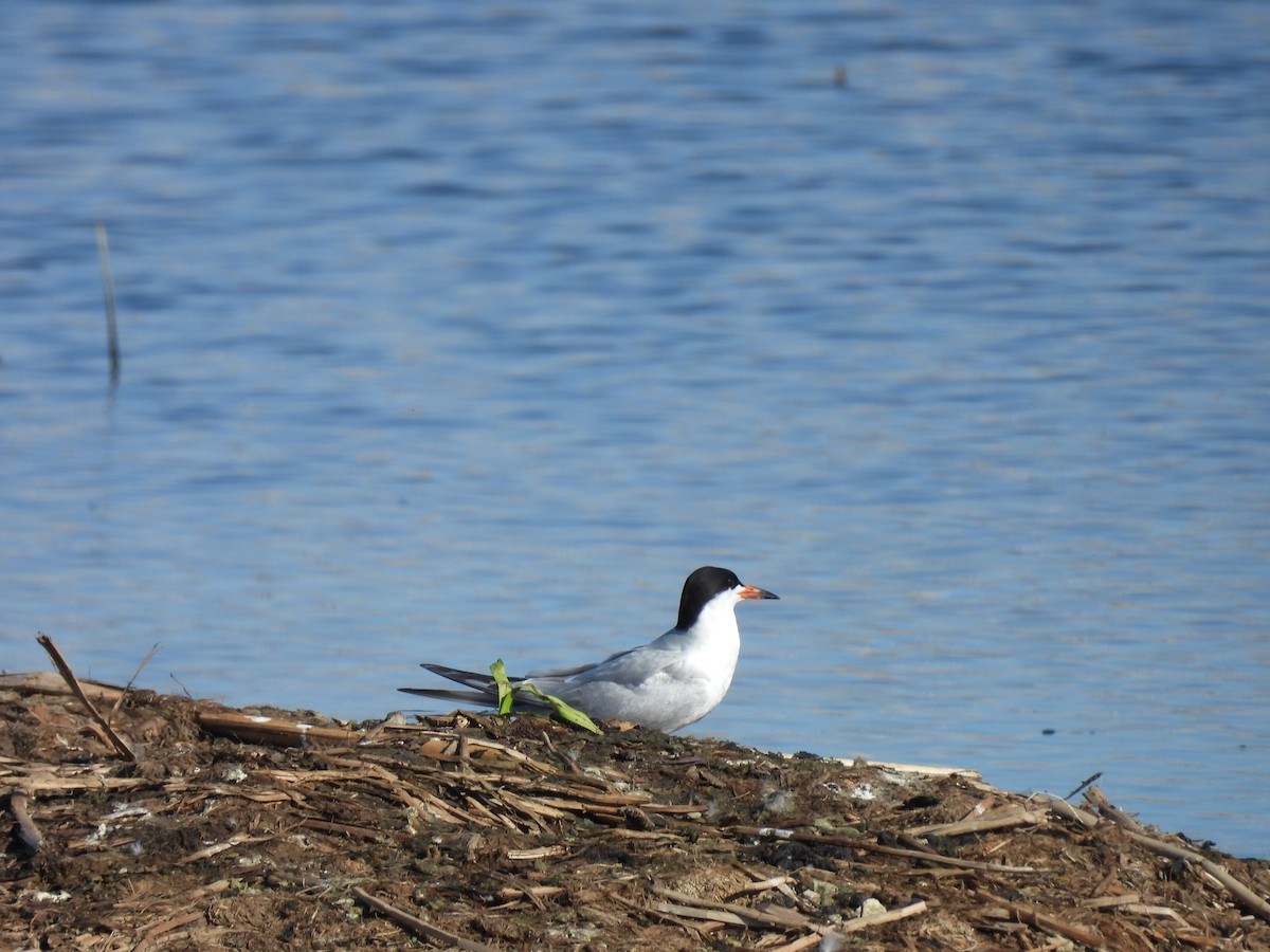 Forster's Tern - Clayton Will