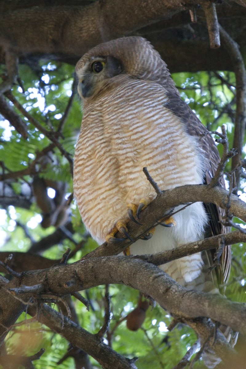 Rufous Owl - ML618860250