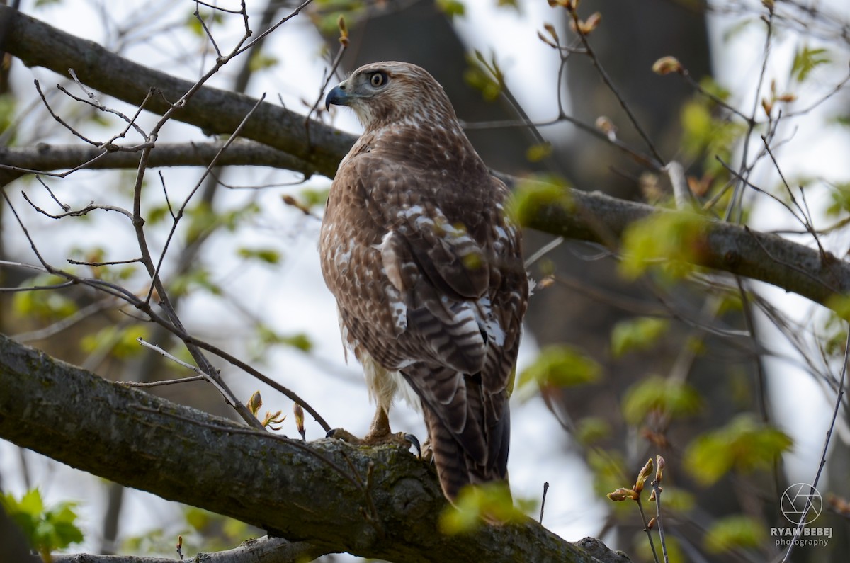 Red-tailed Hawk - ML618860259