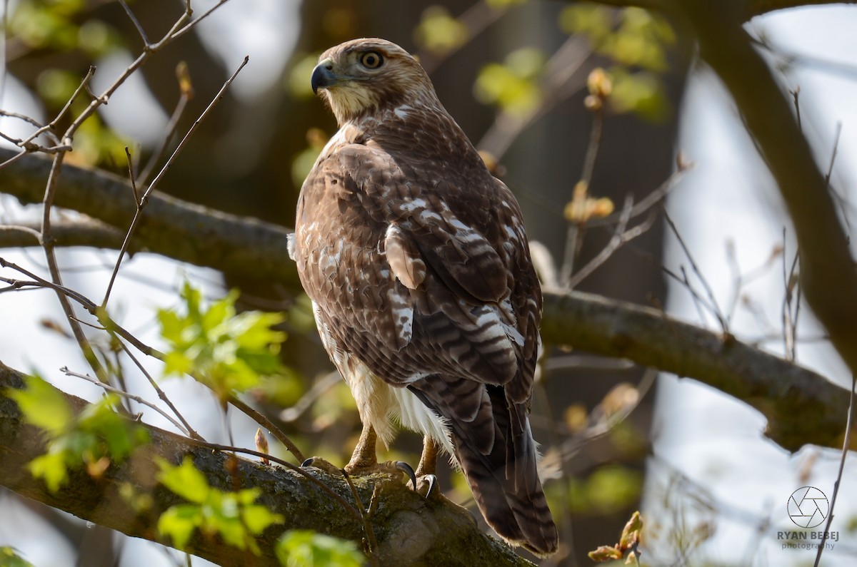 Red-tailed Hawk - ML618860264